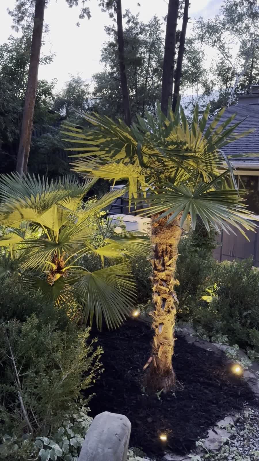 Palm Boys tropical garden project