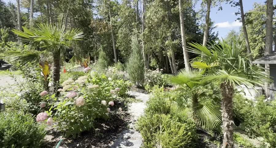 Palm Boys tropical garden project