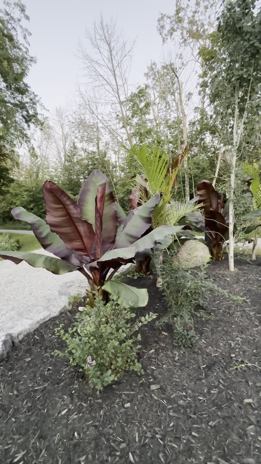 Palm Boys tropical garden project