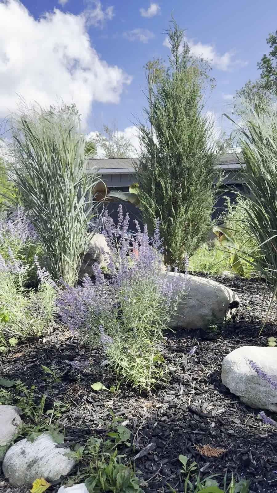 Palm Boys Ontario-friendly garden project